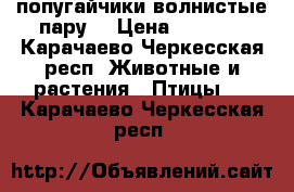 попугайчики волнистые пару  › Цена ­ 1 000 - Карачаево-Черкесская респ. Животные и растения » Птицы   . Карачаево-Черкесская респ.